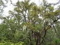 Pacific yew